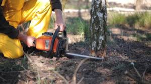 Best Tree and Shrub Care  in Lindale, TX